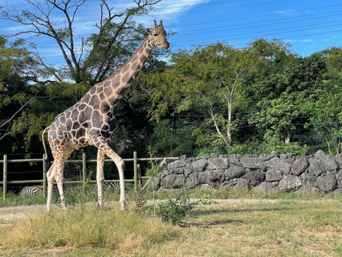 岩合光昭写真展の最新作「岩合光昭の世界ネコ歩き ヨーロッパの